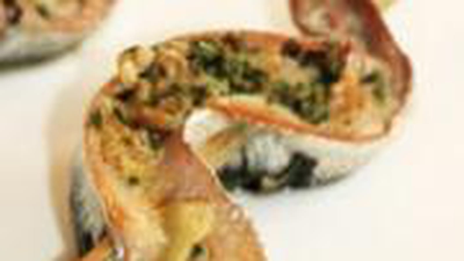 Brochettes de sardines au curry