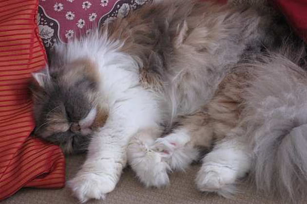 Les vacances au sofa