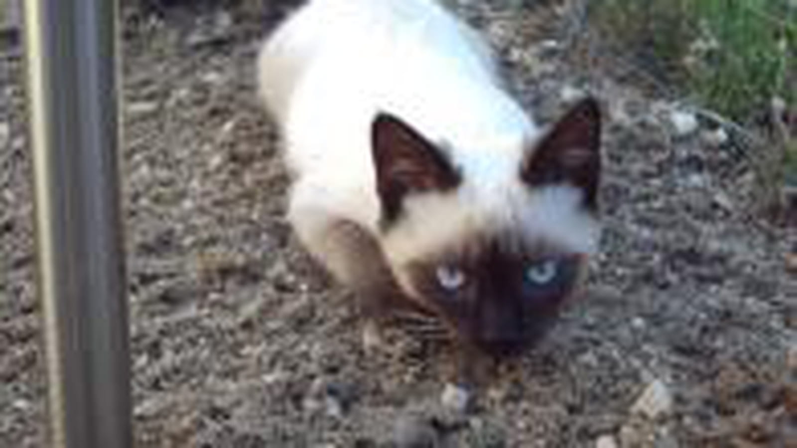 Duchesse