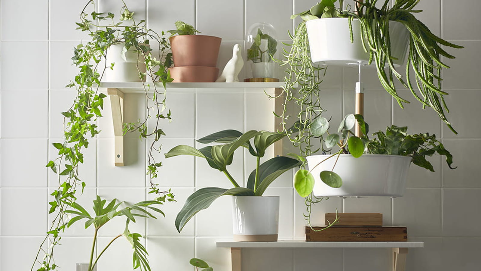 Etagère de botaniste 