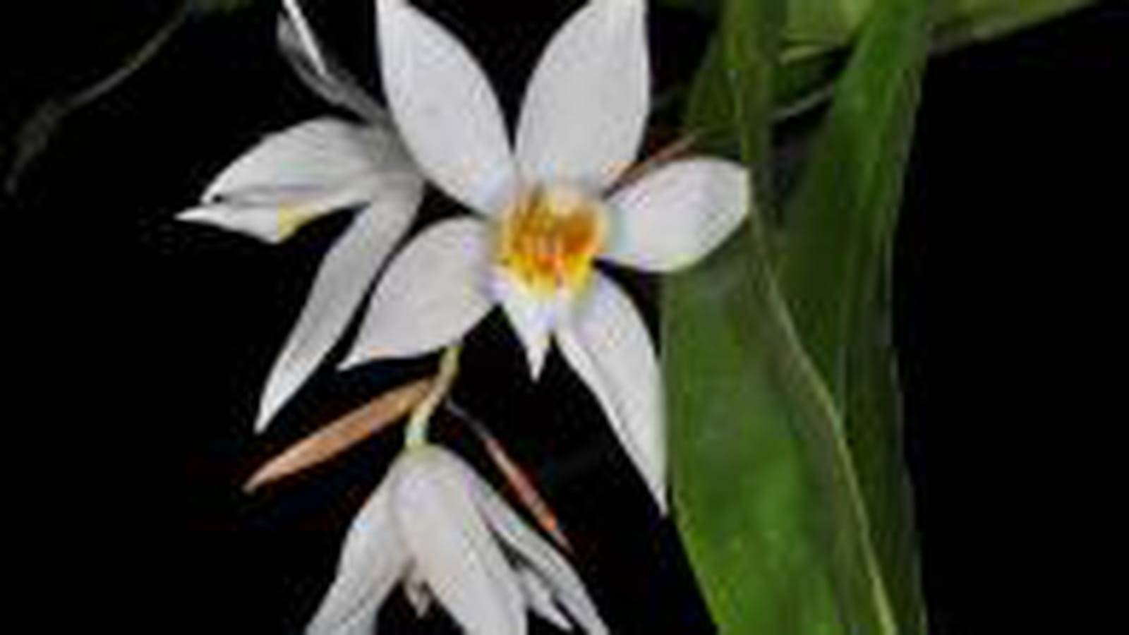 Coelogyne nervosa