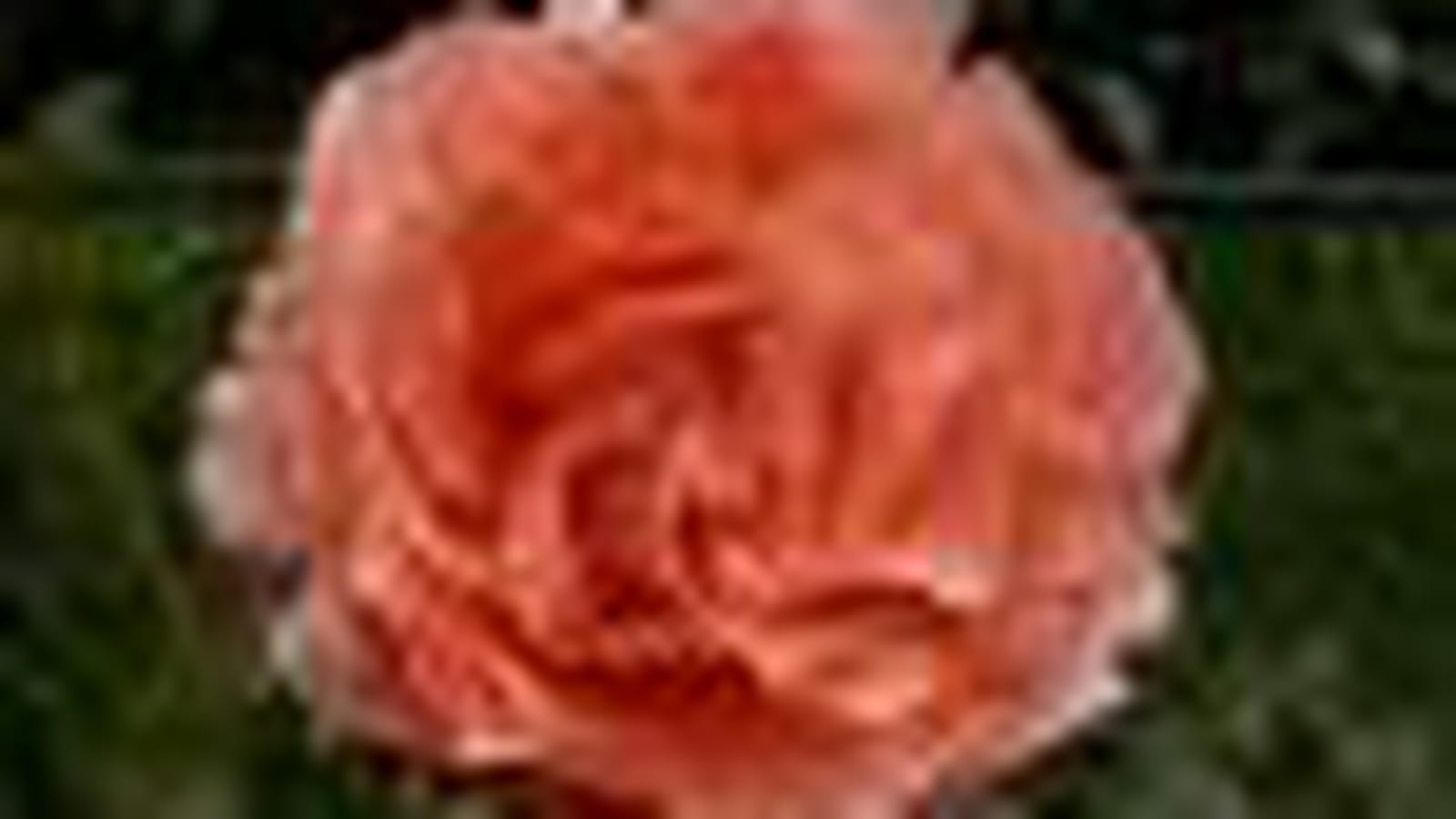 Rose Polka 91 Meitosier