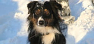 bixy, berger australien. 