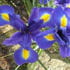 iris2