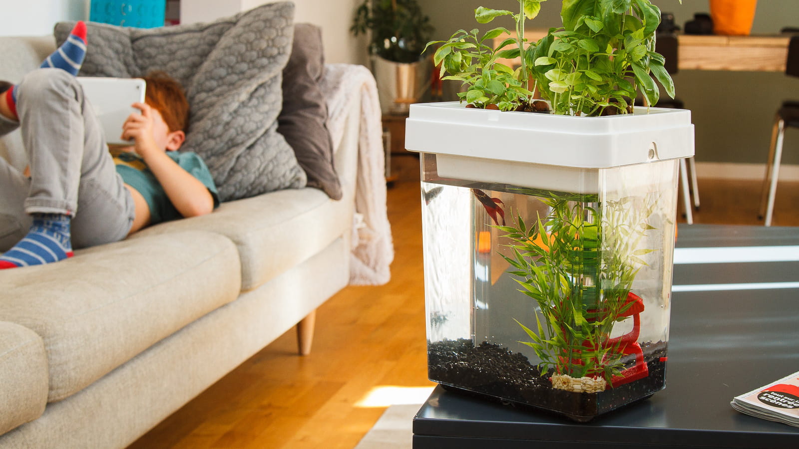 Aquarium-potager Citizen Farm