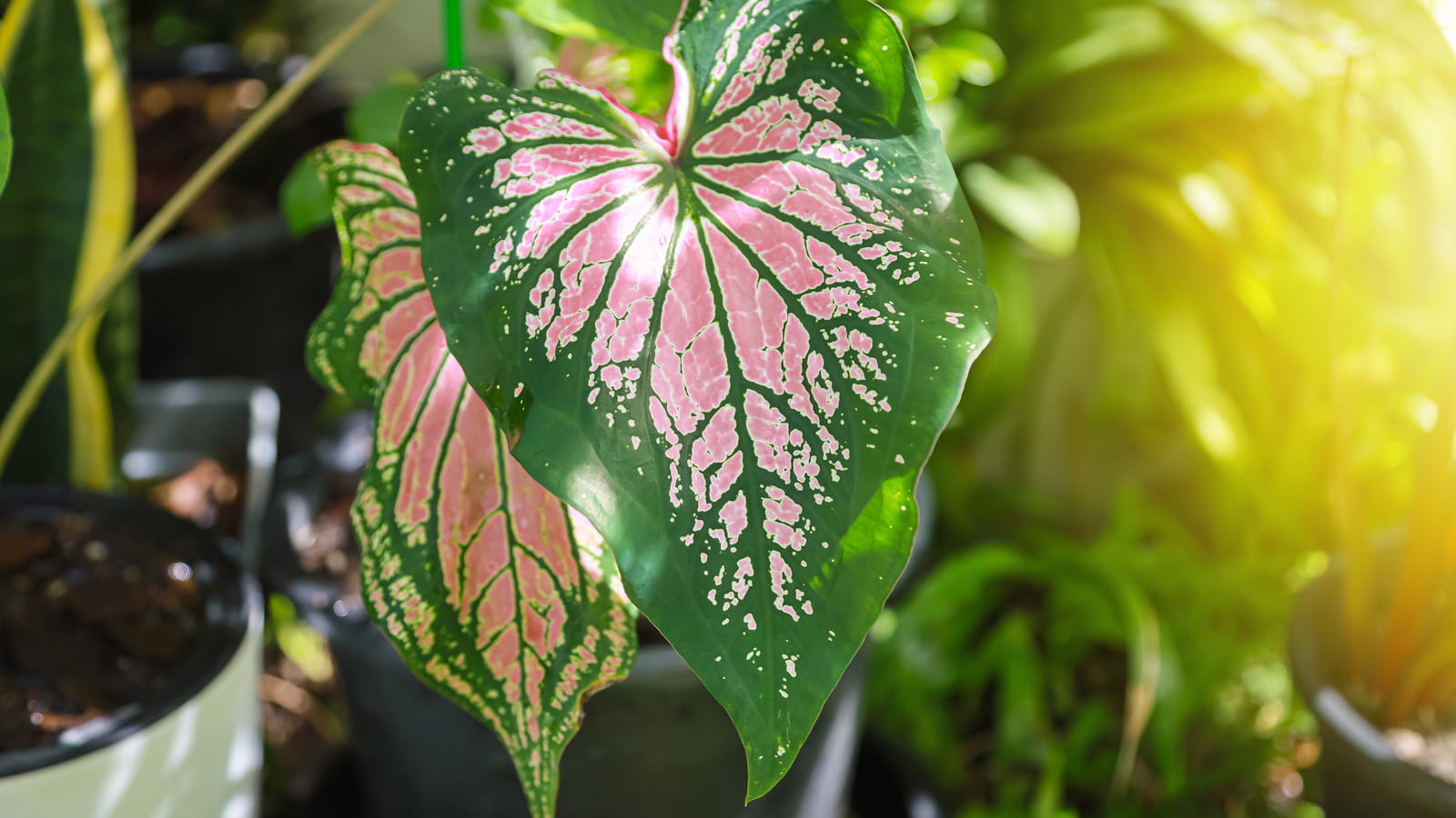 Caladium