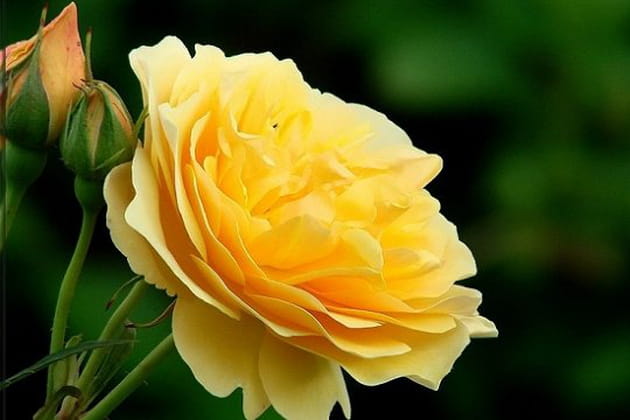 Des fleurs à votre image