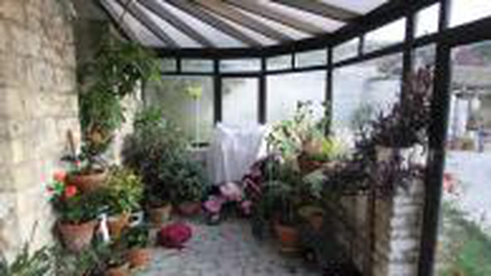 Plantes vertes