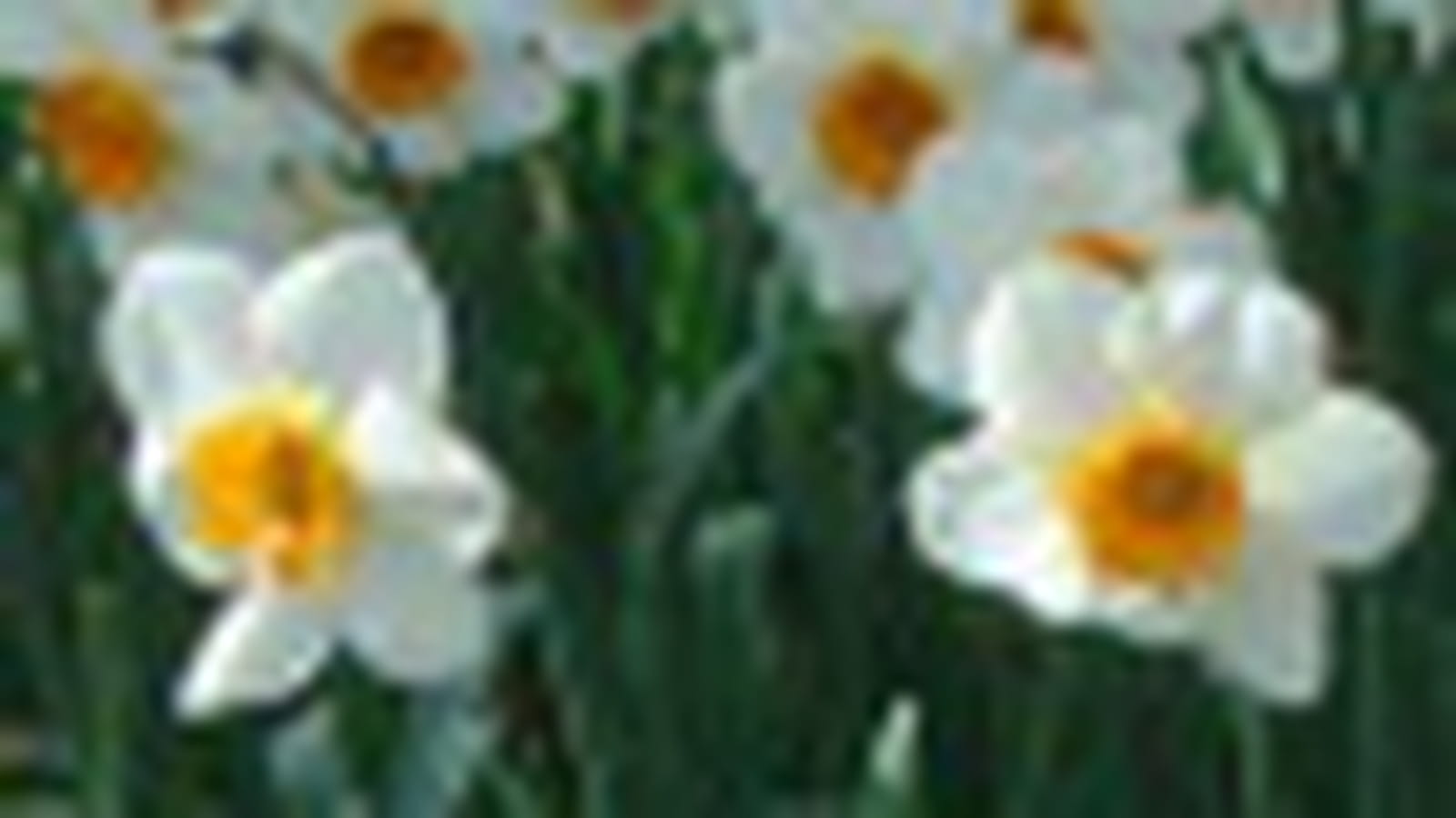 Narcisses