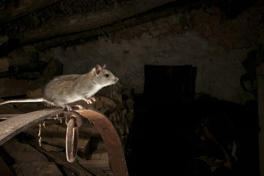 Peste bubonique : transmission, morts en France, vaccin