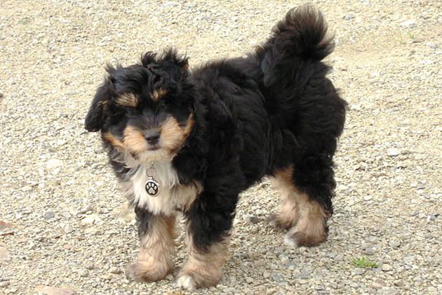 Petit Benji deviendra grand