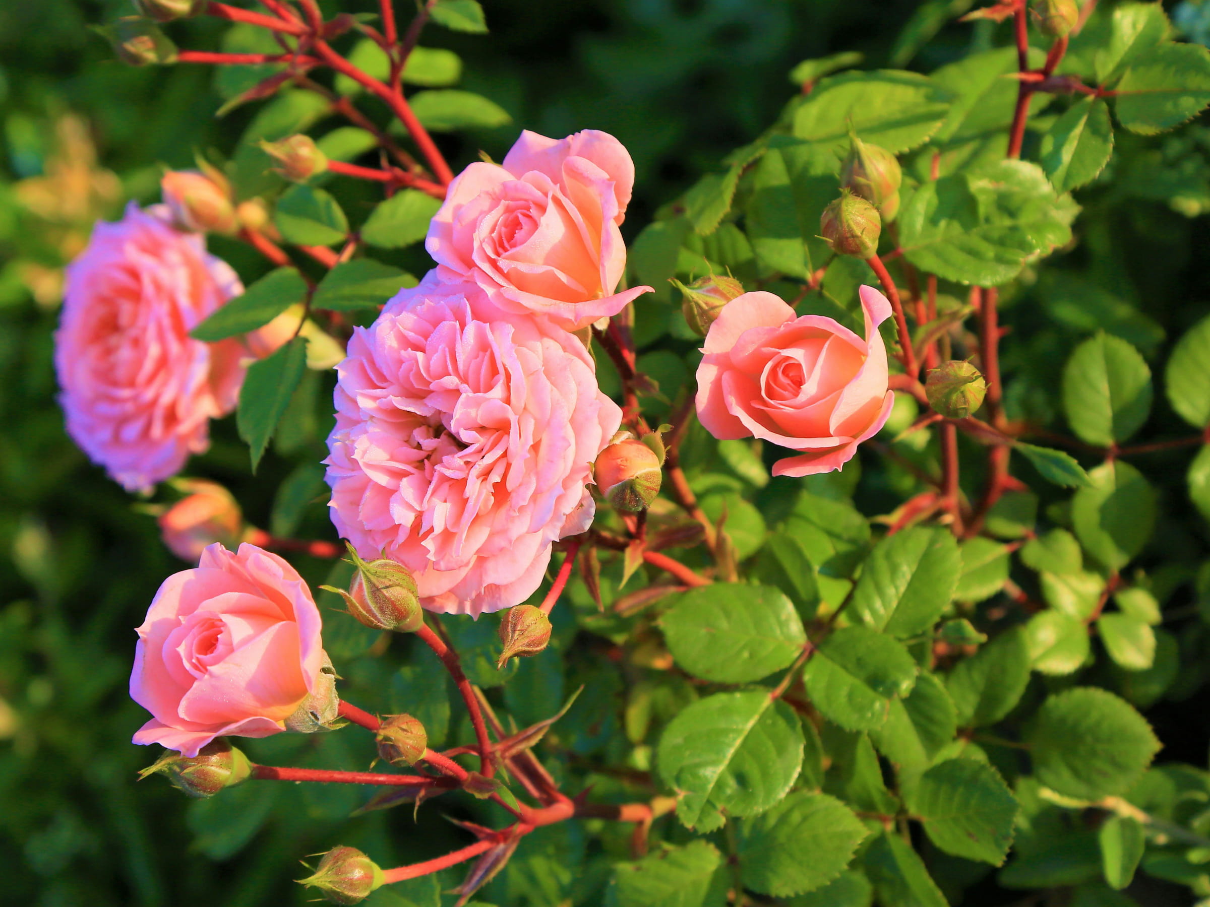 Les Plus Belles Roses Rouges Les Plus Belles Roses Roses Du Monde Bouquet New York Roses Rouges