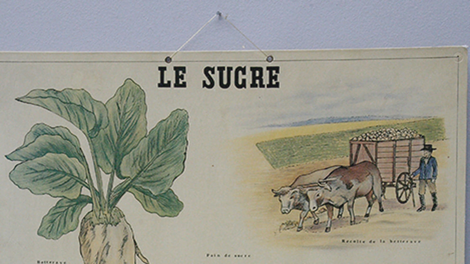 Affiche Deyrolle Le sucre sur BrocanteLab