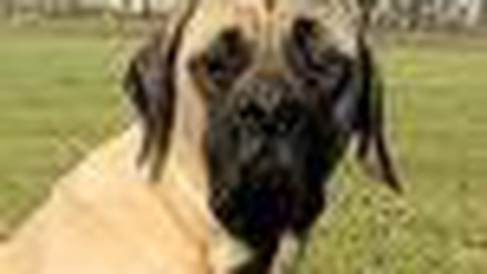 Mastiff