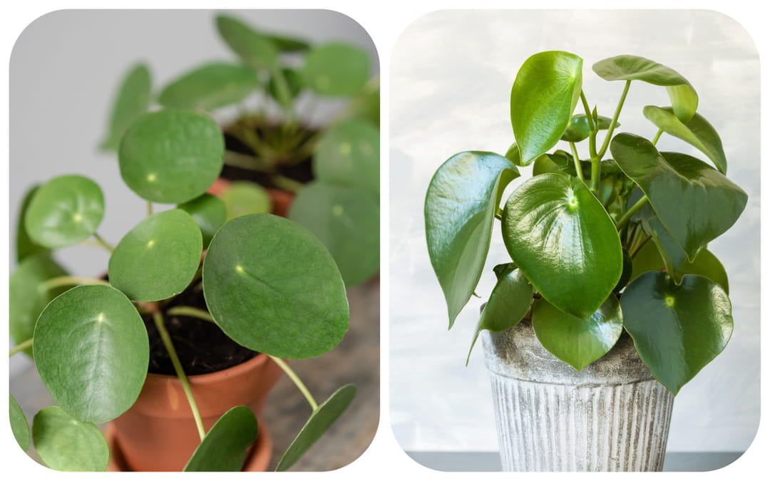 pilea-peperomia