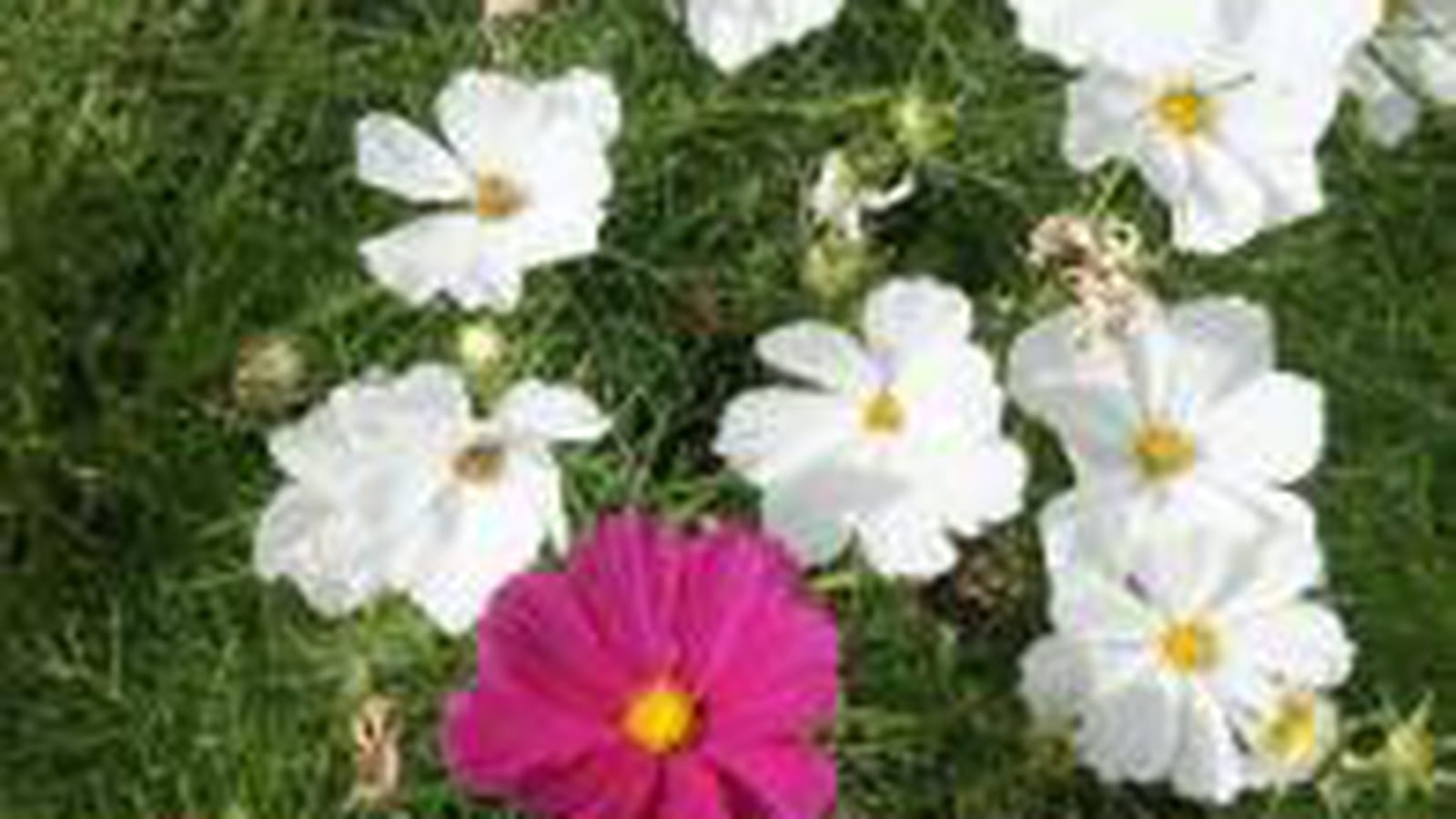Cosmos