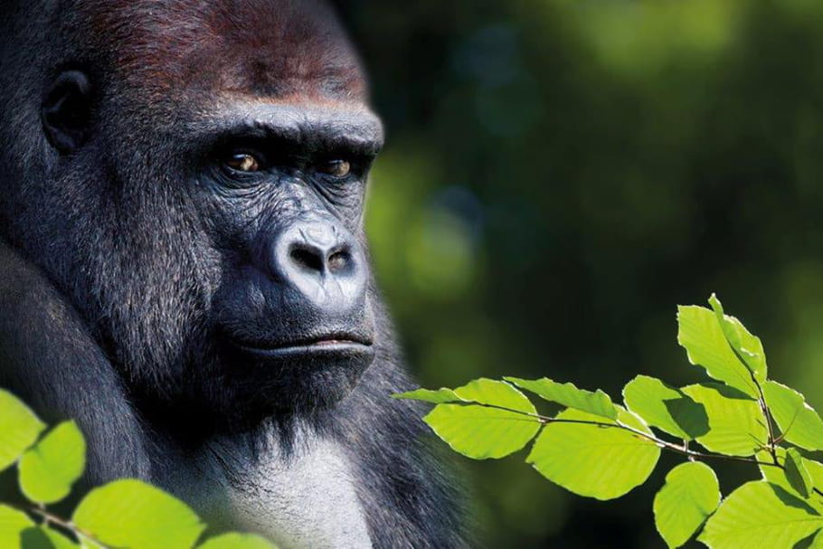 La Vallée des Singes : au plus près des primates