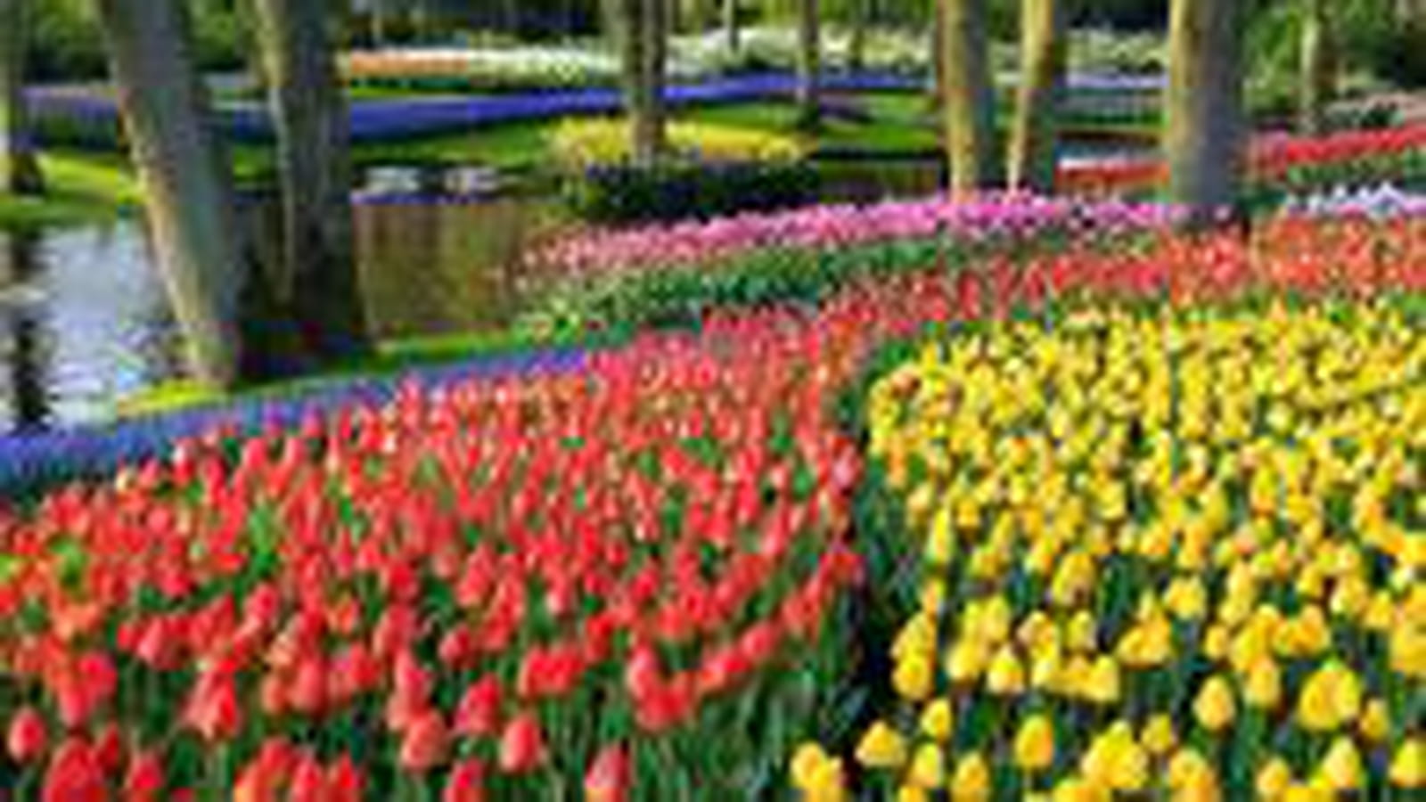 Tulipes