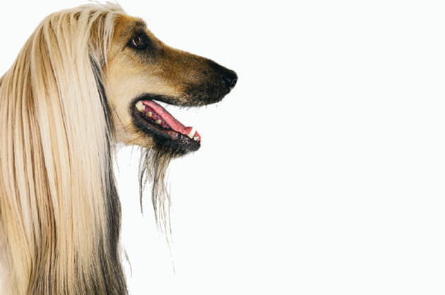 L'élégance du lévrier afghan