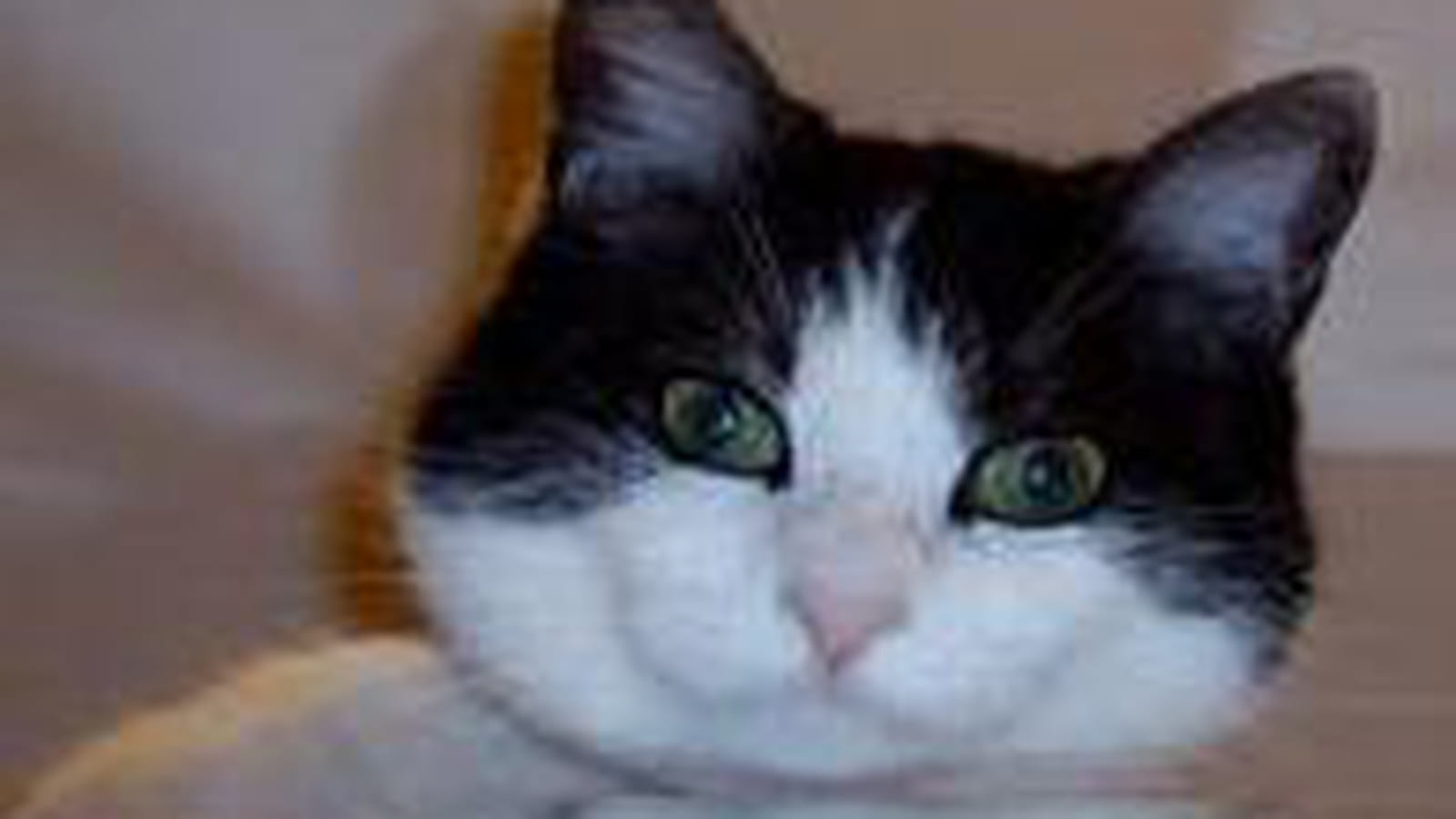 Chat perché