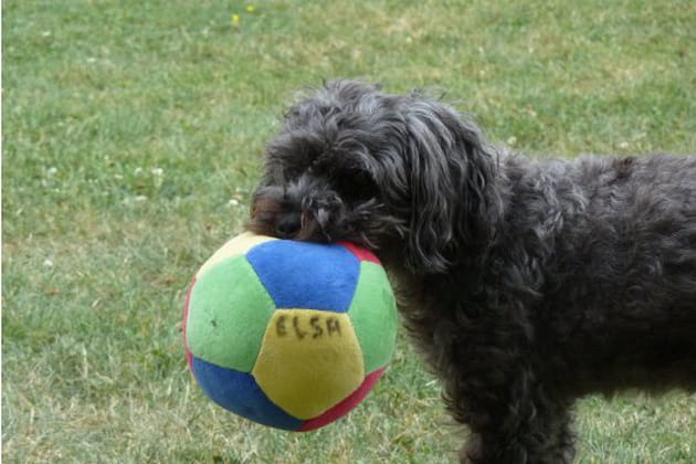 Quel boute-en-train&nbsp;!