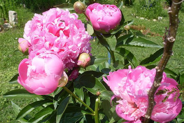 Belles pivoines