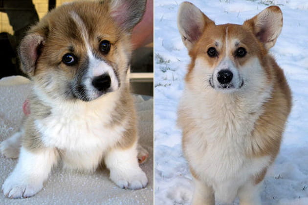 Le Welsh Corgi Pembroke
