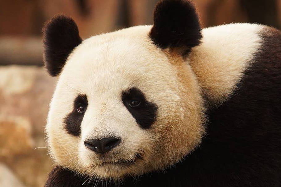 Zooparc de Beauval : une journée inoubliable !