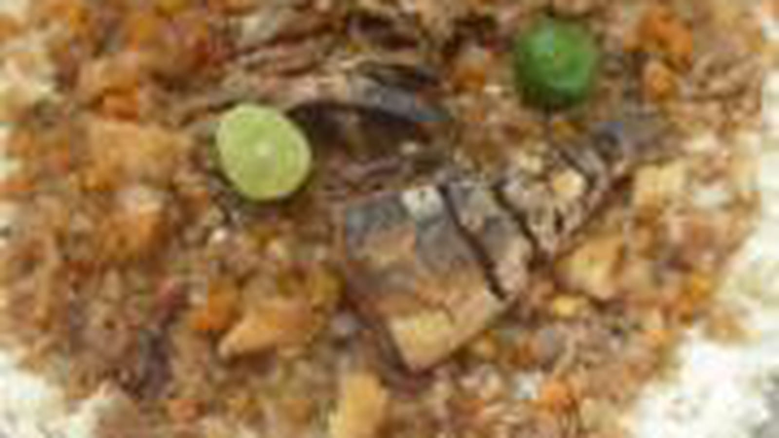 Yassa de poisson au Sénégal
