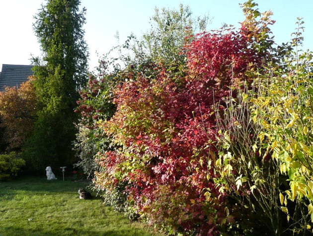 Les couleurs d'automne au jardin