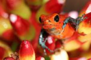 des animaux hauts en couleurs 