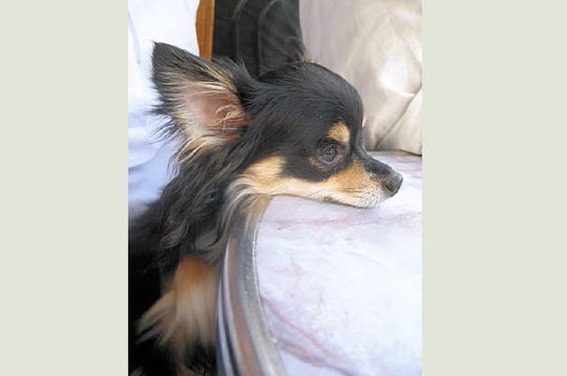 50 chiens dans la ville