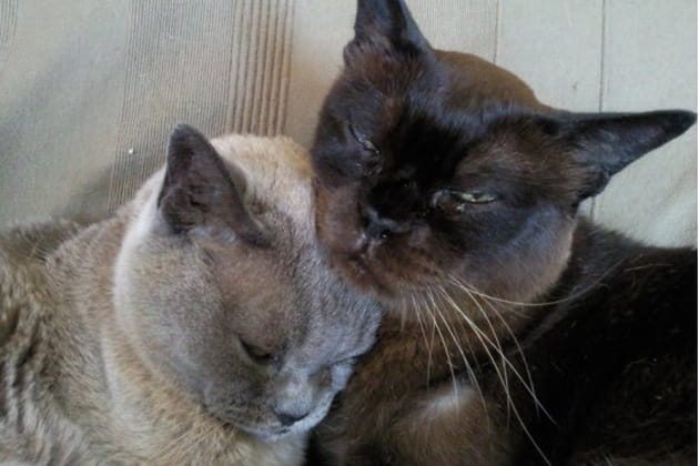 Nounours et la petite souris