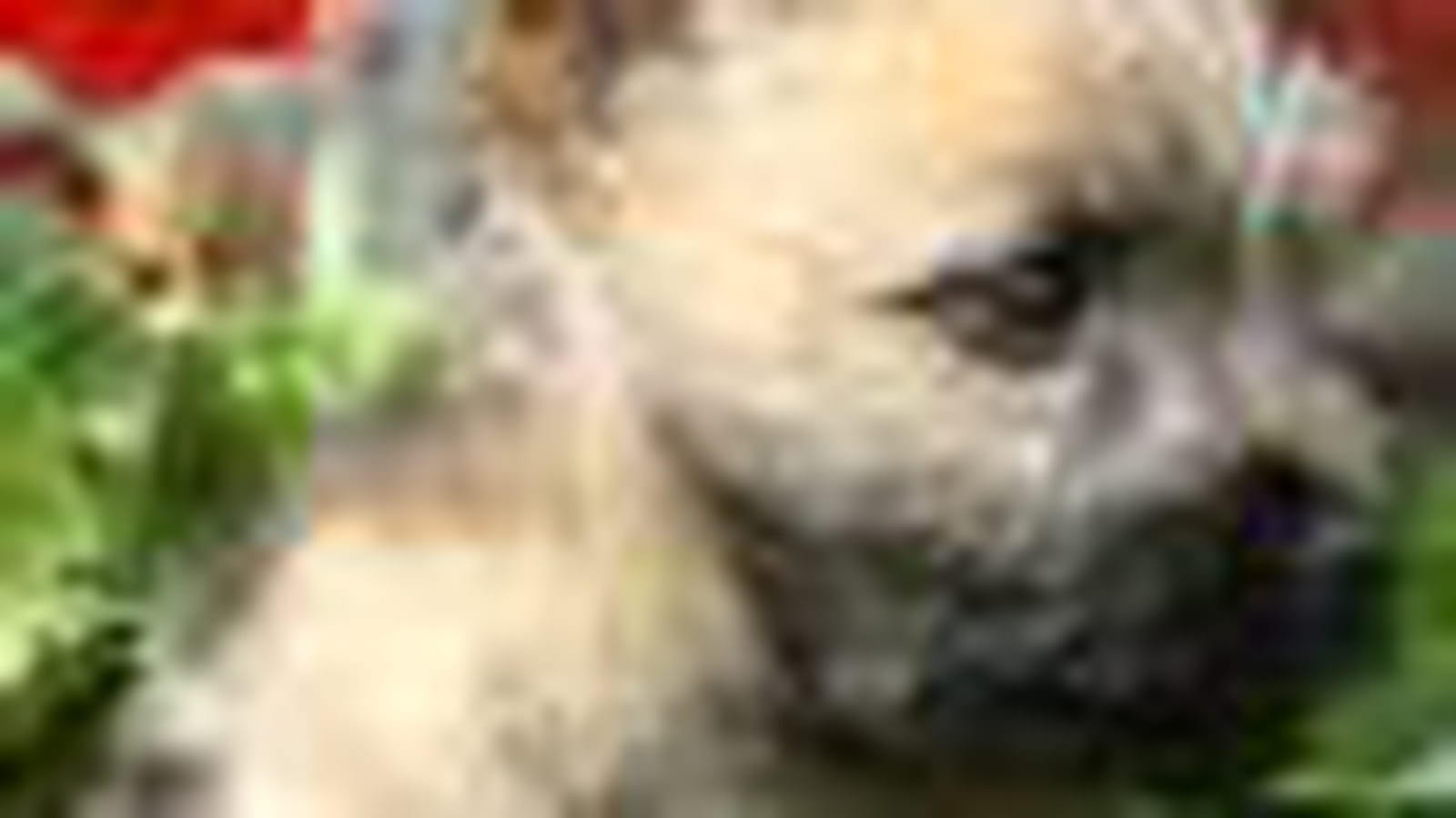 Le cairn terrier