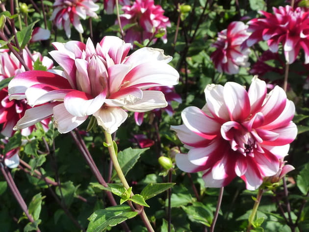 Des dahlias zébrés blanc et fuchsia