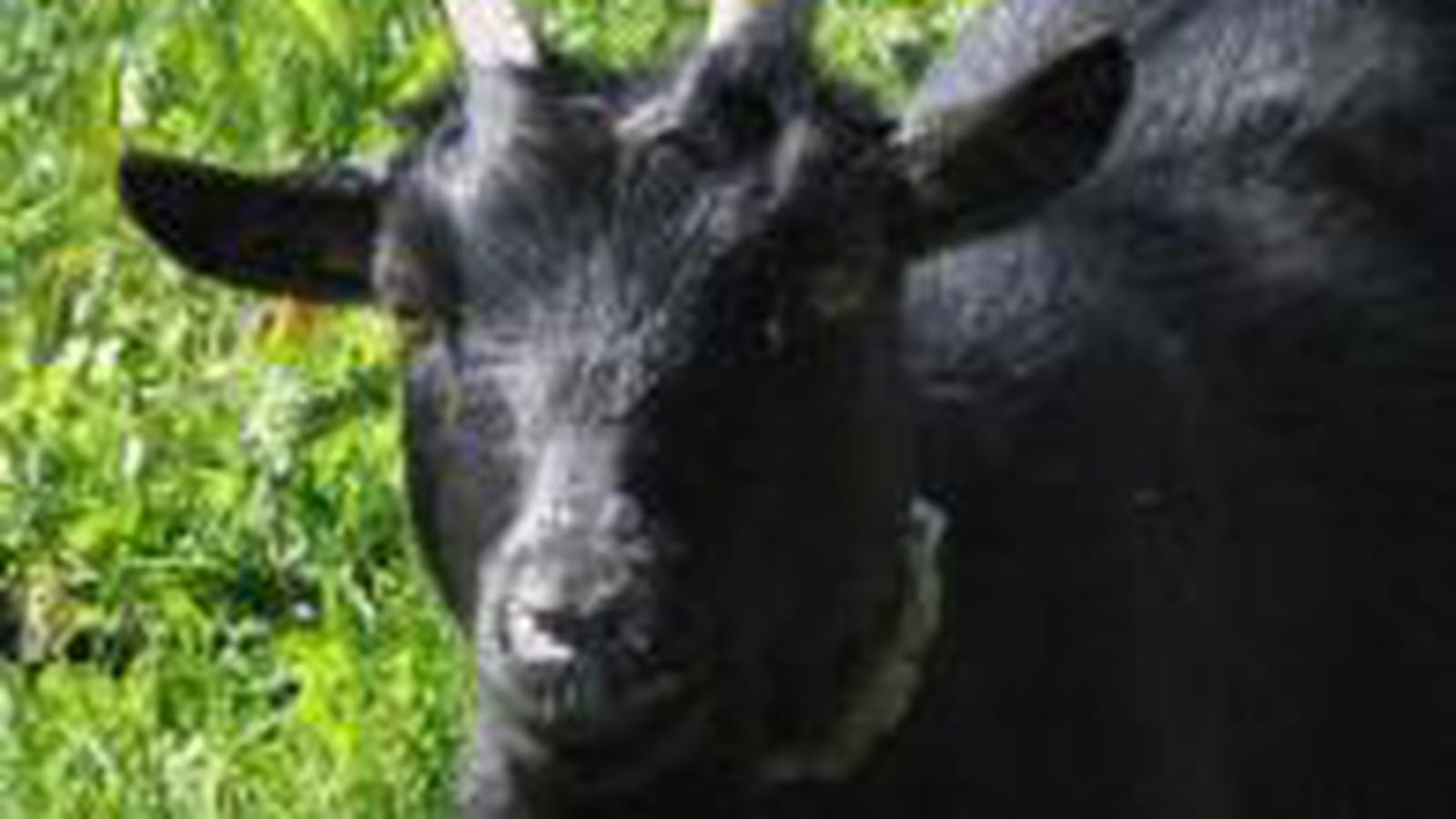 La chèvre naine