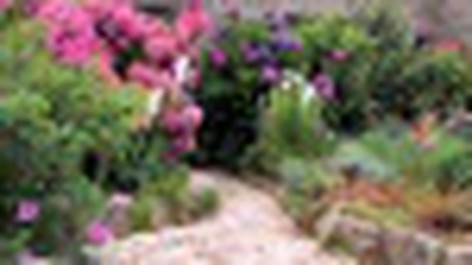 Jardin qui cache la maison