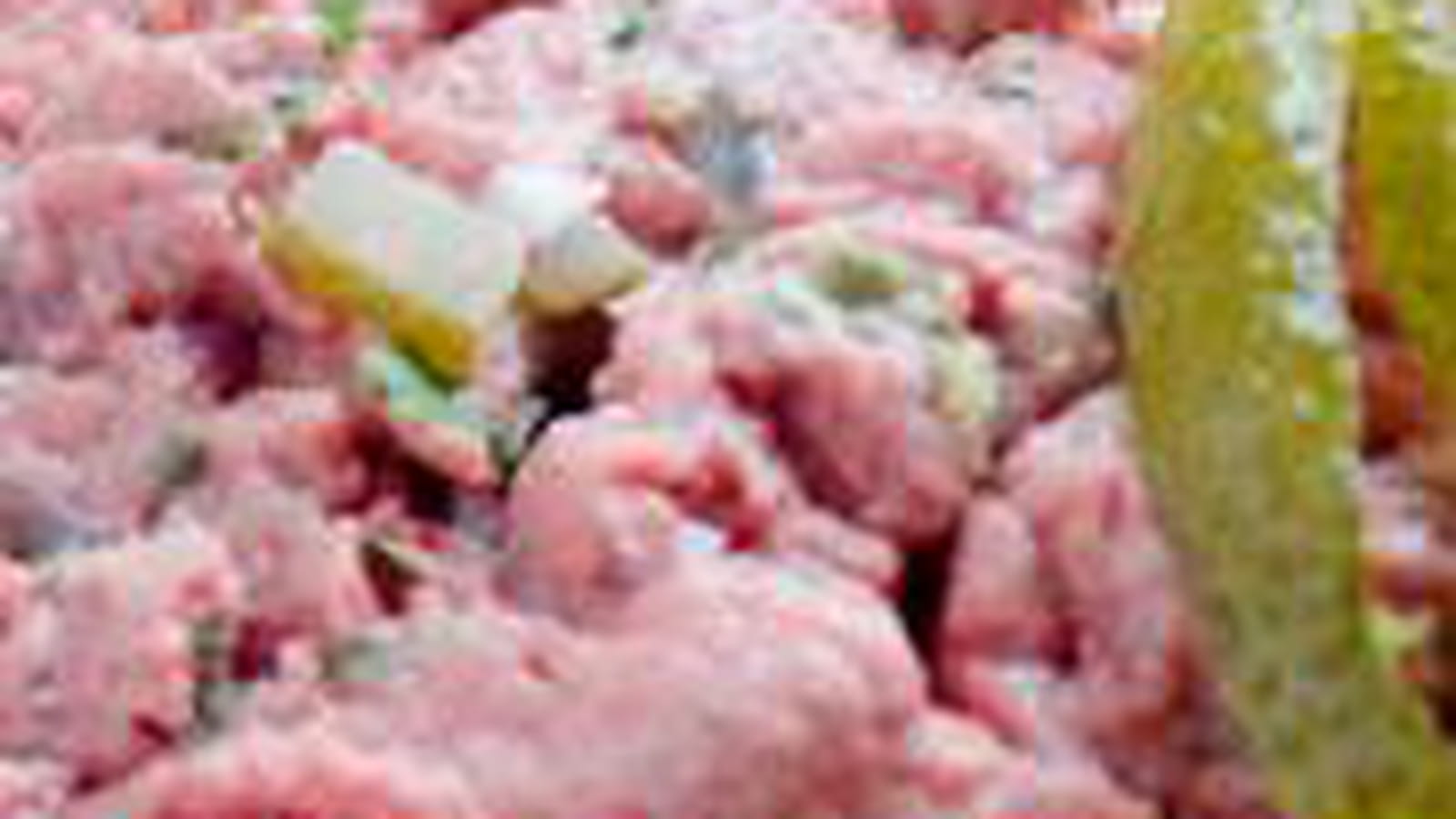 Tartare de boeuf