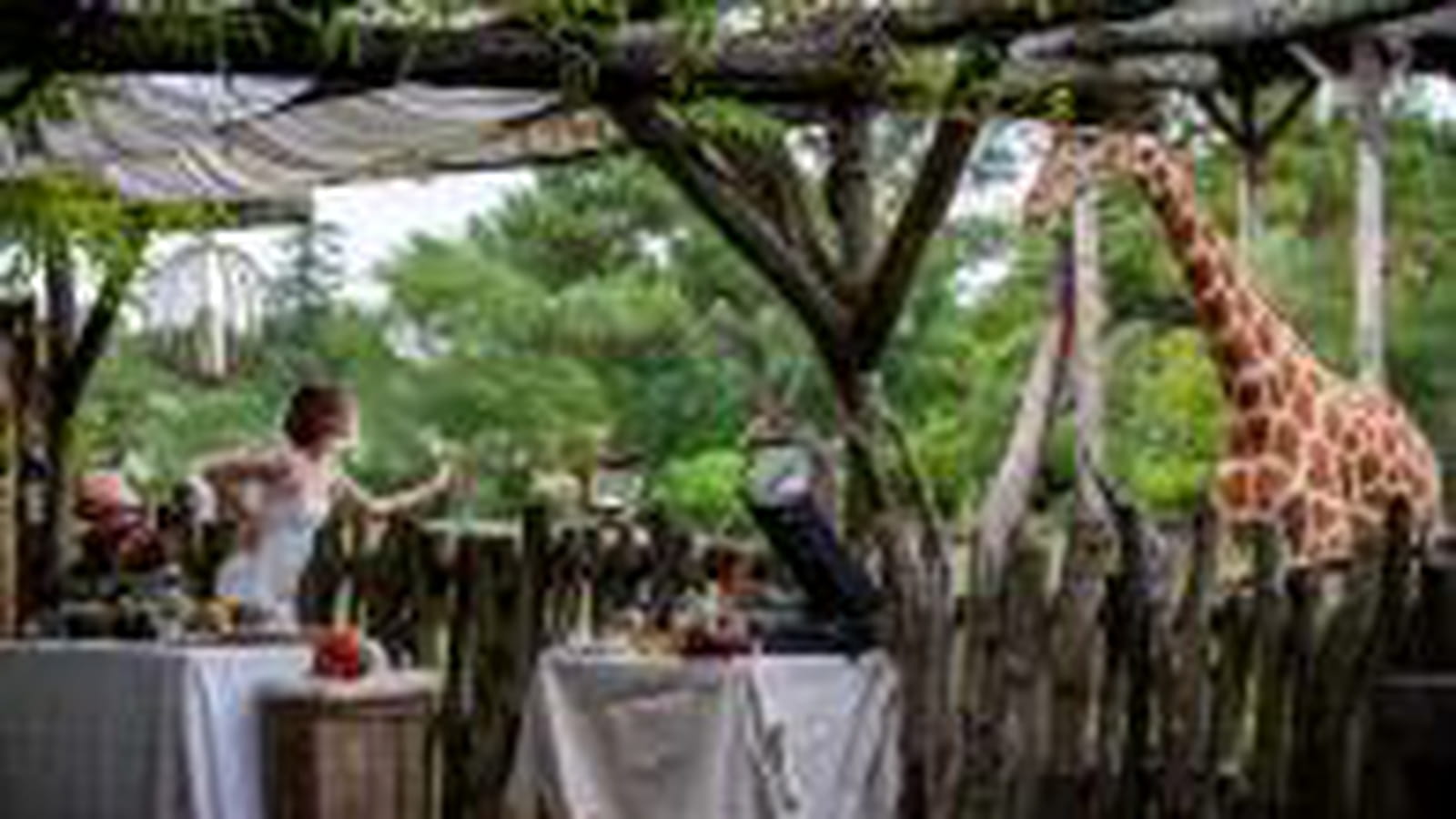 Un mariage dans un zoo