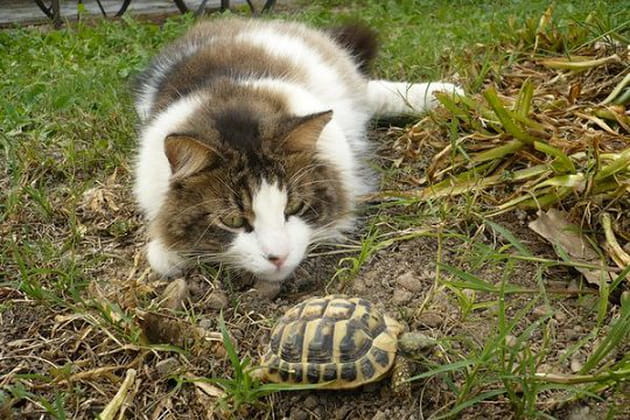 Isis et la tortue