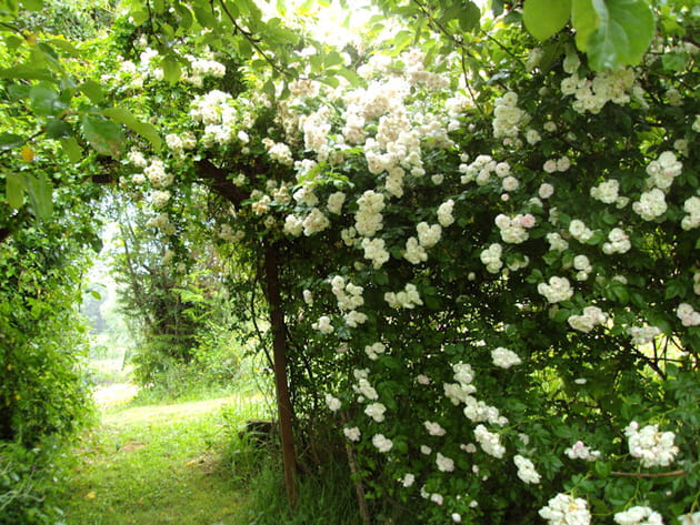 Sous les roses blanches