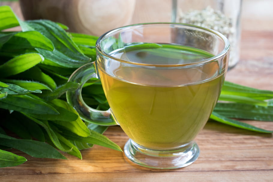 Plantain Lancéolé : vertus (asthme...), utilisation, tisane