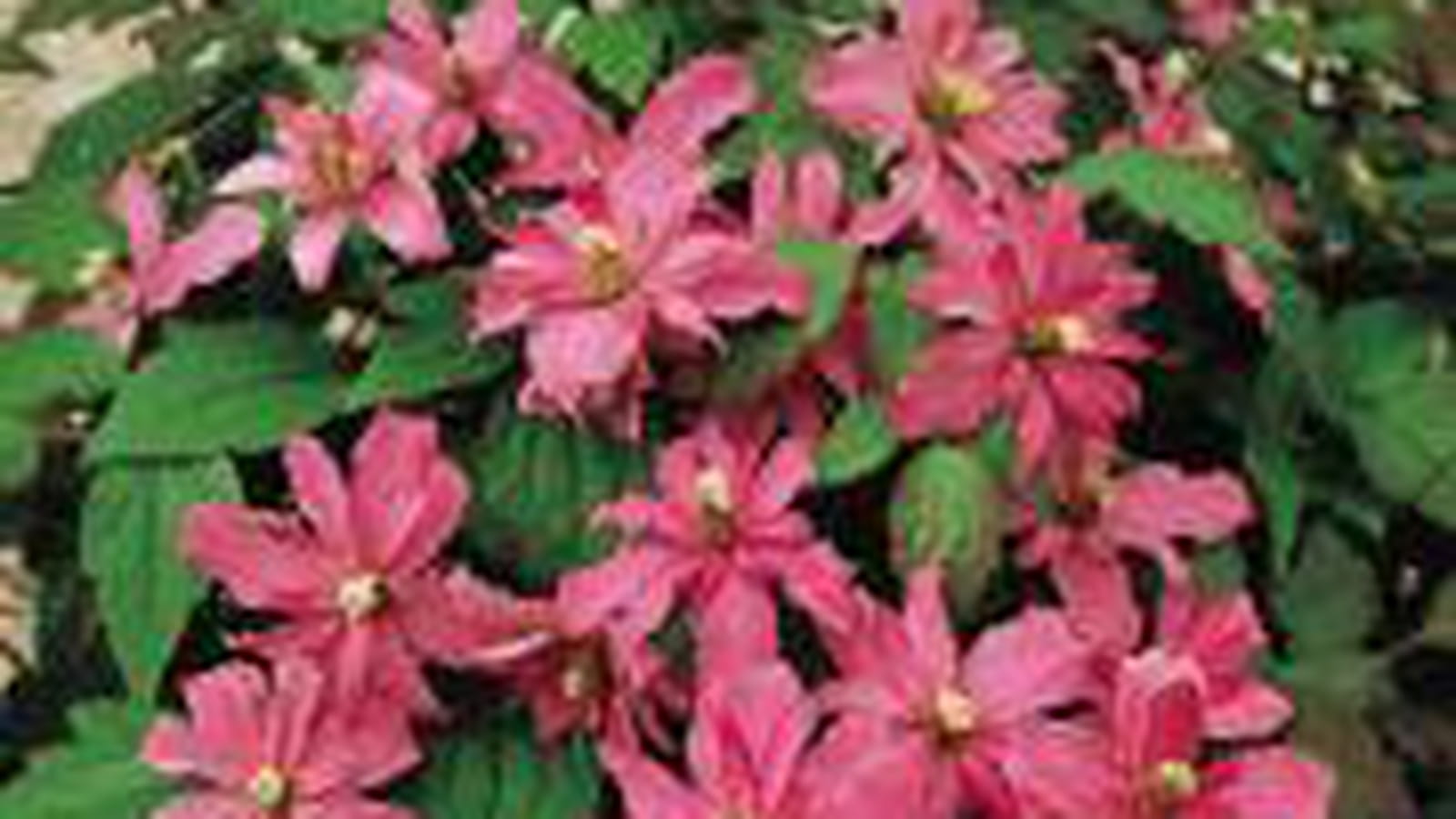 Clematis montana 'Broughton star'