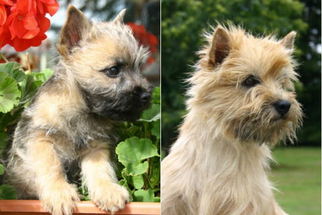 Le cairn terrier