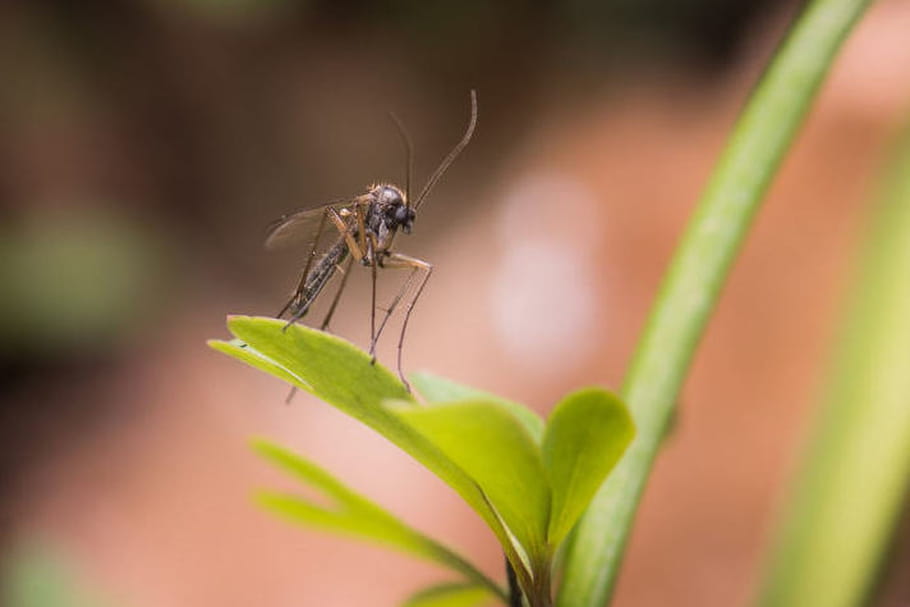 Zika : le lien entre les microcéphalies et les pesticides est une rumeur