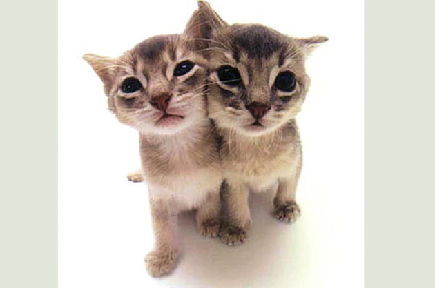 Copains comme chatons !