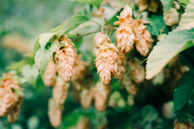 Du houblon doré ou vigne du Nord