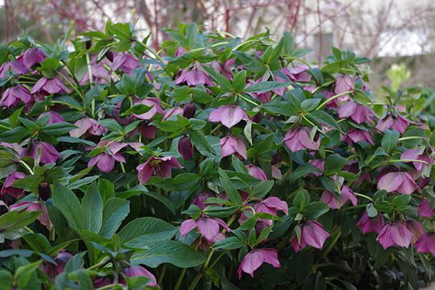 Les magnifiques fleurs d'hell&eacute;bores