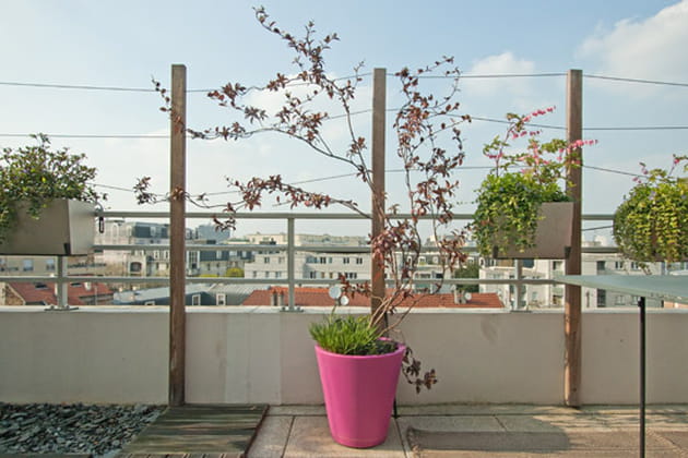 Des plantes grimpantes décoratives