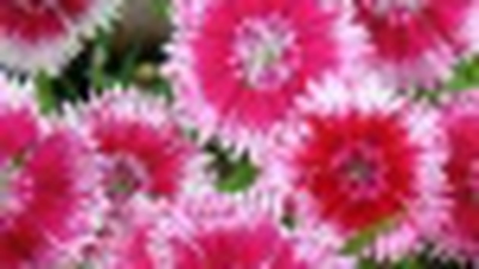 Oeillets colorés